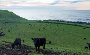 Grass-Fed Beef